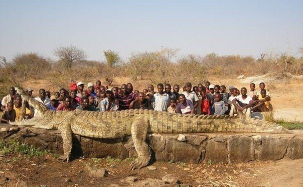 6 метровый крокодил!
