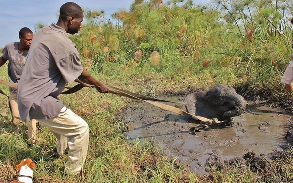 Африканцы помогают слонёнку выбраться из грязи
