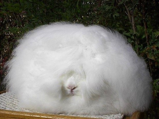 Ангорский кролик — самый пушистый кролик в мире.