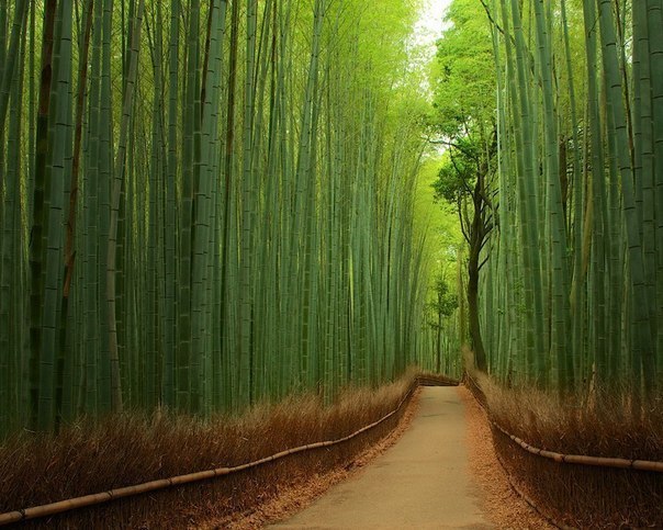 Бамбуковый лес, Япония