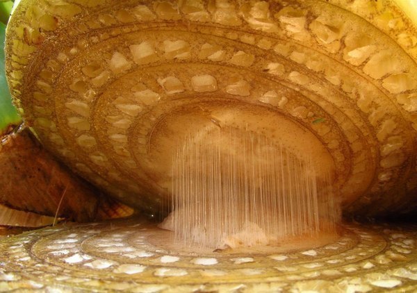 Банан в разрезе под микроскопом.