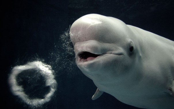 Белый кит в японском аквариуме Симанэ (Shimane Aquarium) научился 