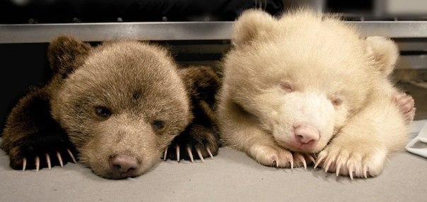 Бурый медвежонок Перец и его сестра-альбинос Соль из зоопа