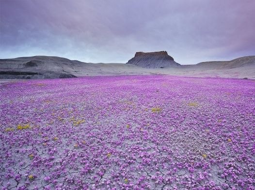 Цветение пустыни Юта, США.