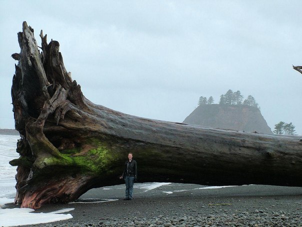 Дерево, которое вымыло на берег пляжа Ла Пуш, штат Вашингто