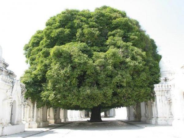 Дерево в городе Мандалай (страна Мьянма)