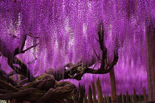 Дерево в парке цветов Асикага, Япония.