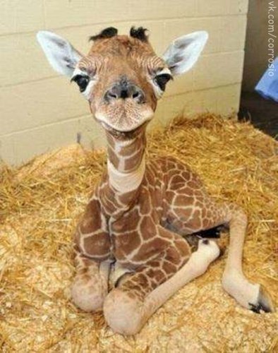 Детёныш жирафа.
