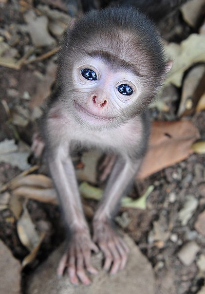 Дикая обезьяна в г. Бхубанешвар, Индия.