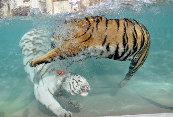 Два тигра в бассейне борятся за кусочек мяса.