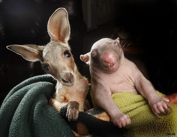 Двое сирот – кенгуренок Джо и малолетняя самка вомбата Пе