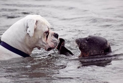 Этот пес был шокирован, когда игривый тюлень слегка дал ем