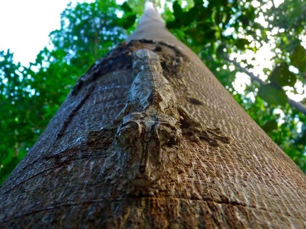 Гигантский листохвостый геккон, слившийся с деревом. Фото 