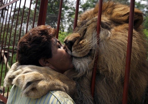 Когда-то эта женщина спасла маленького львенка и ухаживал