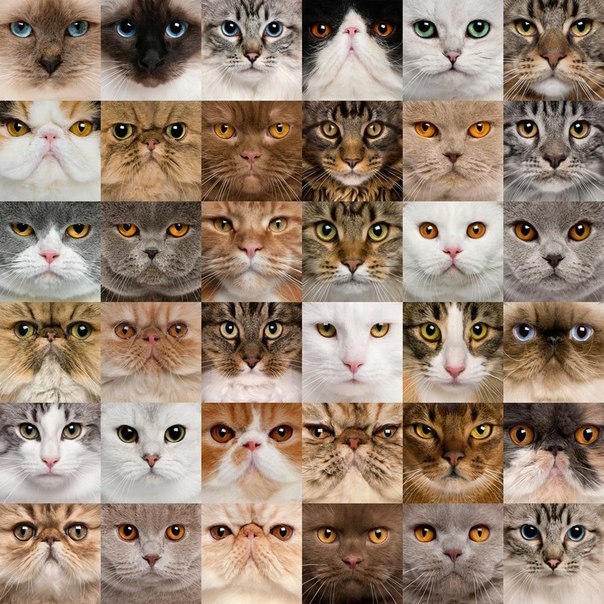 Кошачье многообразие.