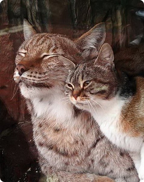 Кошка Дуся и рысь Линда в Ленинградском зоопарке