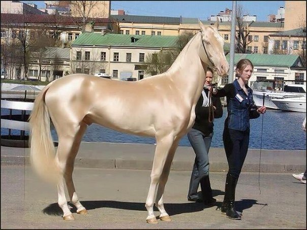 Кремовая лошадь