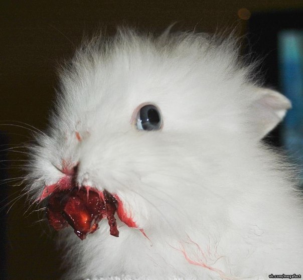 Кролик кушает вишню.