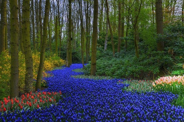 Кёкенхоф — всемирно известный королевский парк цветов в Н