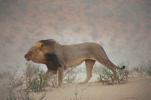 Лев, сопротивляющейся ветру во время пыльной бури. Национа
