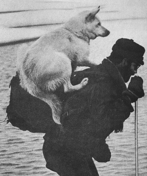 Лыжник-участник экспедиции везет собаку на спине, чтобы он