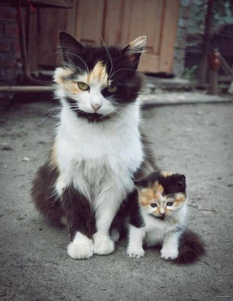 Мама и дочка.