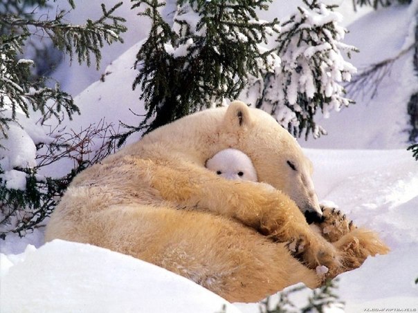Медвежонок охраняет сон мамы...