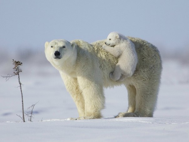 Медвежонок вскарабкивается на маму