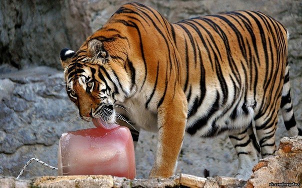 Мороженое для тигра.