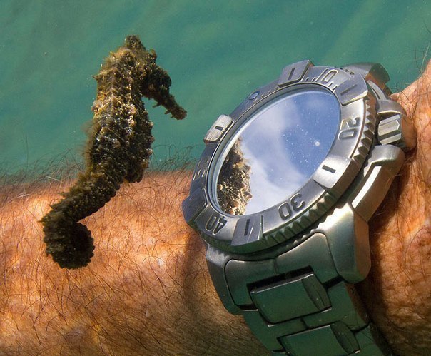 Морской конек разглядывает часы аквалангиста