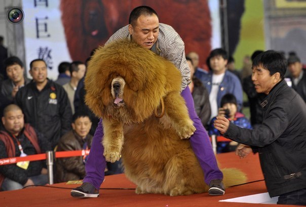 Мужчина показывает своего тибетского мастифа на конкурсе красоты среди собак в Шэньяне.