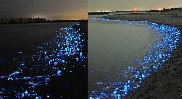 На берег Японии прибоем выбросило тысячи светящихся медуз. Обычно они обитают на больших глубинах, но во вр