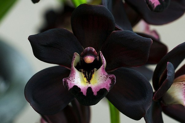 Очень редкий вид - черная орхидея или Cymbidium Kiwi Midnight