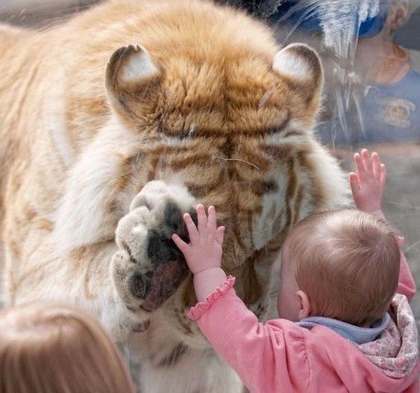 Огромный бенгальский тигр за стеклом вольера заинтересовался маленькой девочкой. Фотограф Дирк Дэниэлс расс