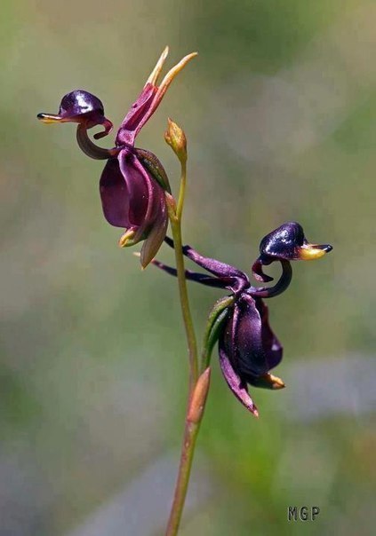 Орхидея "Полет утки".