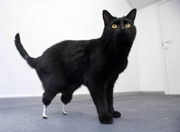 Оскар - мужественный кот из Суррея, Англия. Он потерял задн