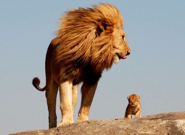 Отец-лев стоит со своим крошечным котенком на скале в Наци