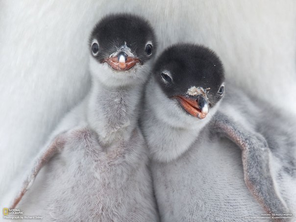 Пара только что вылупившихся пингвинят выглядывает из под теплого и пушистого брюшка своего родителя, сидящ