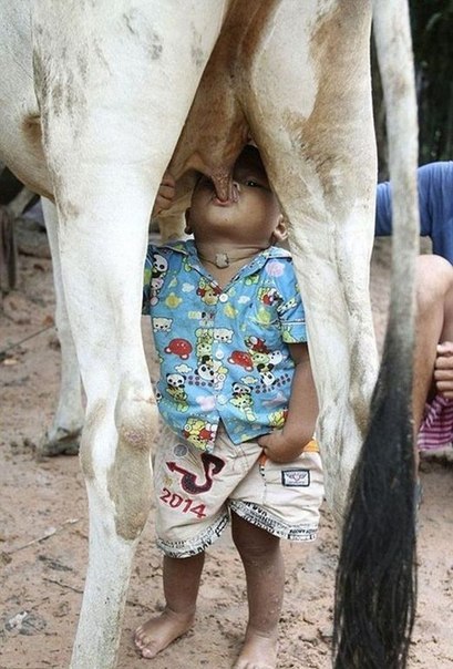 Пейте дети молоко, будете - здоровы!