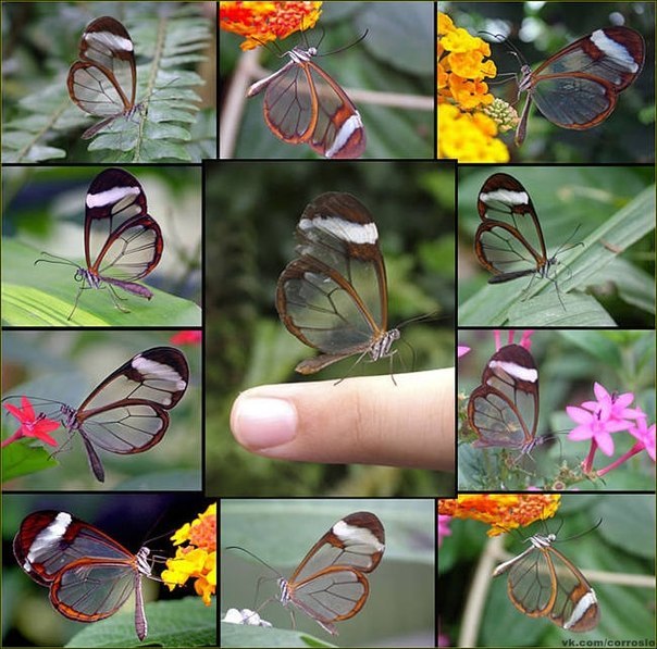 Прозрачные бабочки.