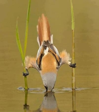 Птичка пьёт воду.