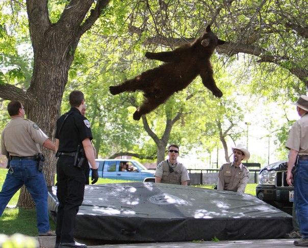 С дерева падает медведь, уснувший под действием транквилизаторов. Он блуждал по студенческому городку местн