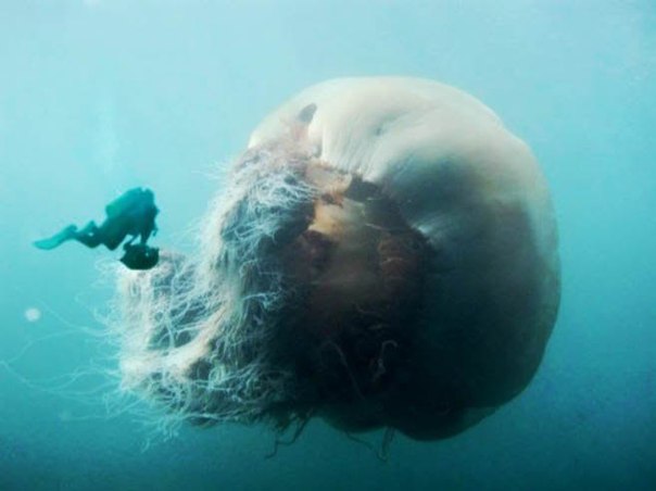 Самая большая в мире медуза
