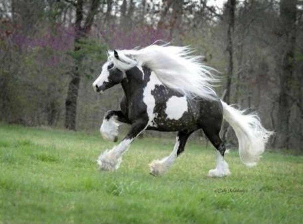 Самая красивая лошадь.