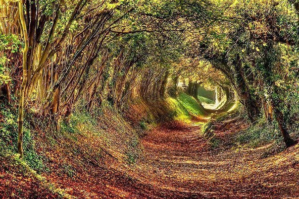 Сказочный тоннель в Англии.