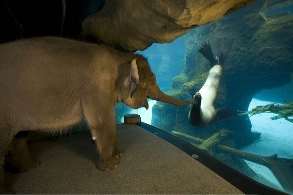 Слоненок увидел морского котика.