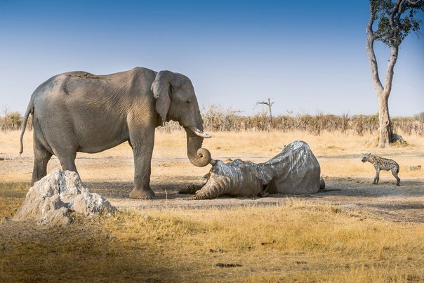 Слониха в Ботсване обнаружила погибшего товарища. Она ото