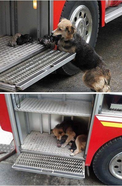 Собака спасает своих детей от пожара,пряча их в пожарную машину.