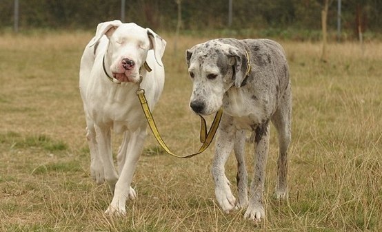Собака ведет своего слепого друга за поводок... Вот она дружба!!