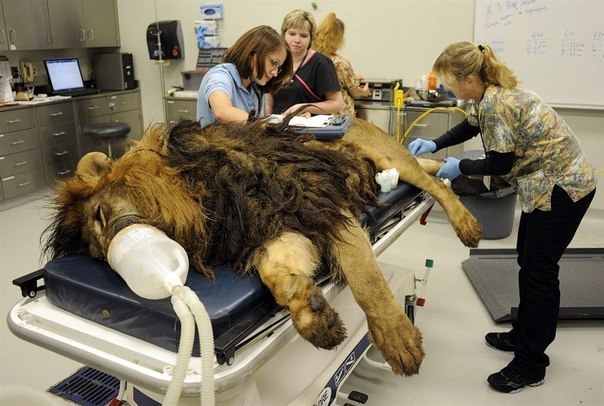 Сотрудники ветеринарного центра готовят льва к сеансу обл